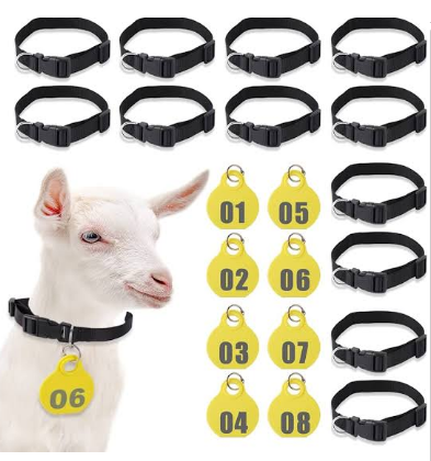 Customized Neck Tag with Collar
