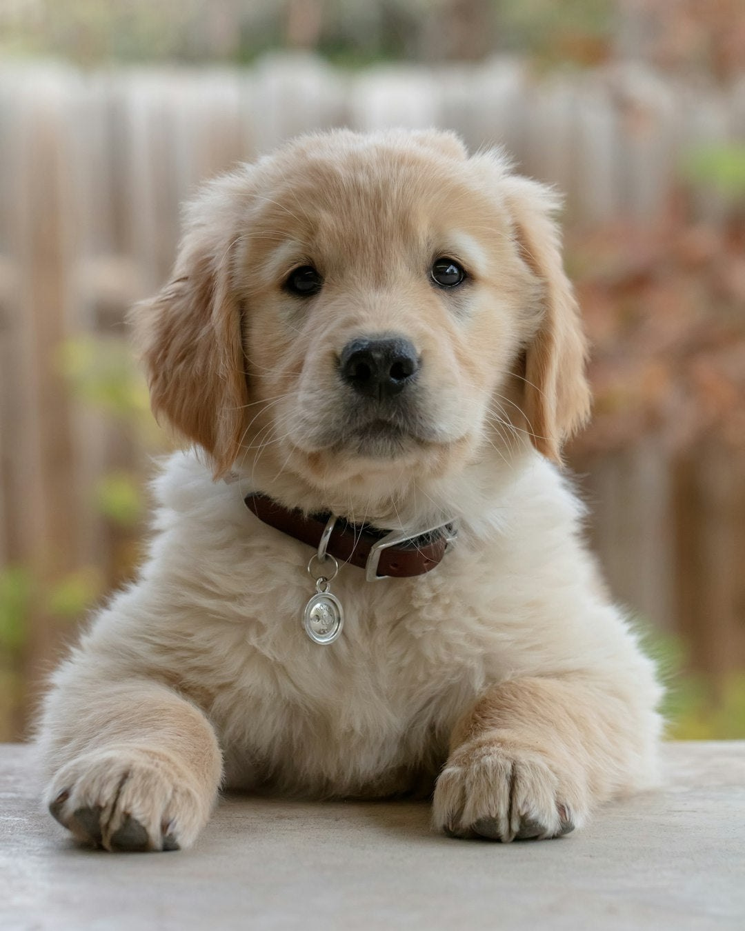 Reflex Puppy Food with Lamb & Rice