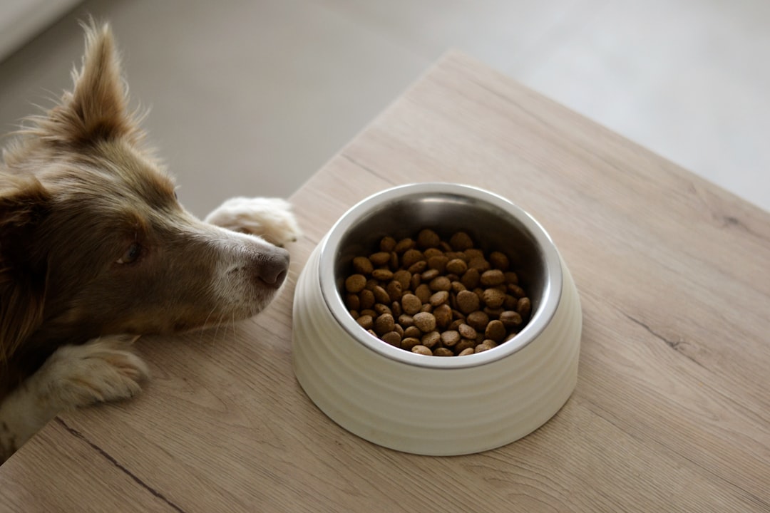 SIGMA Adult Dog Food Lamb & Rice