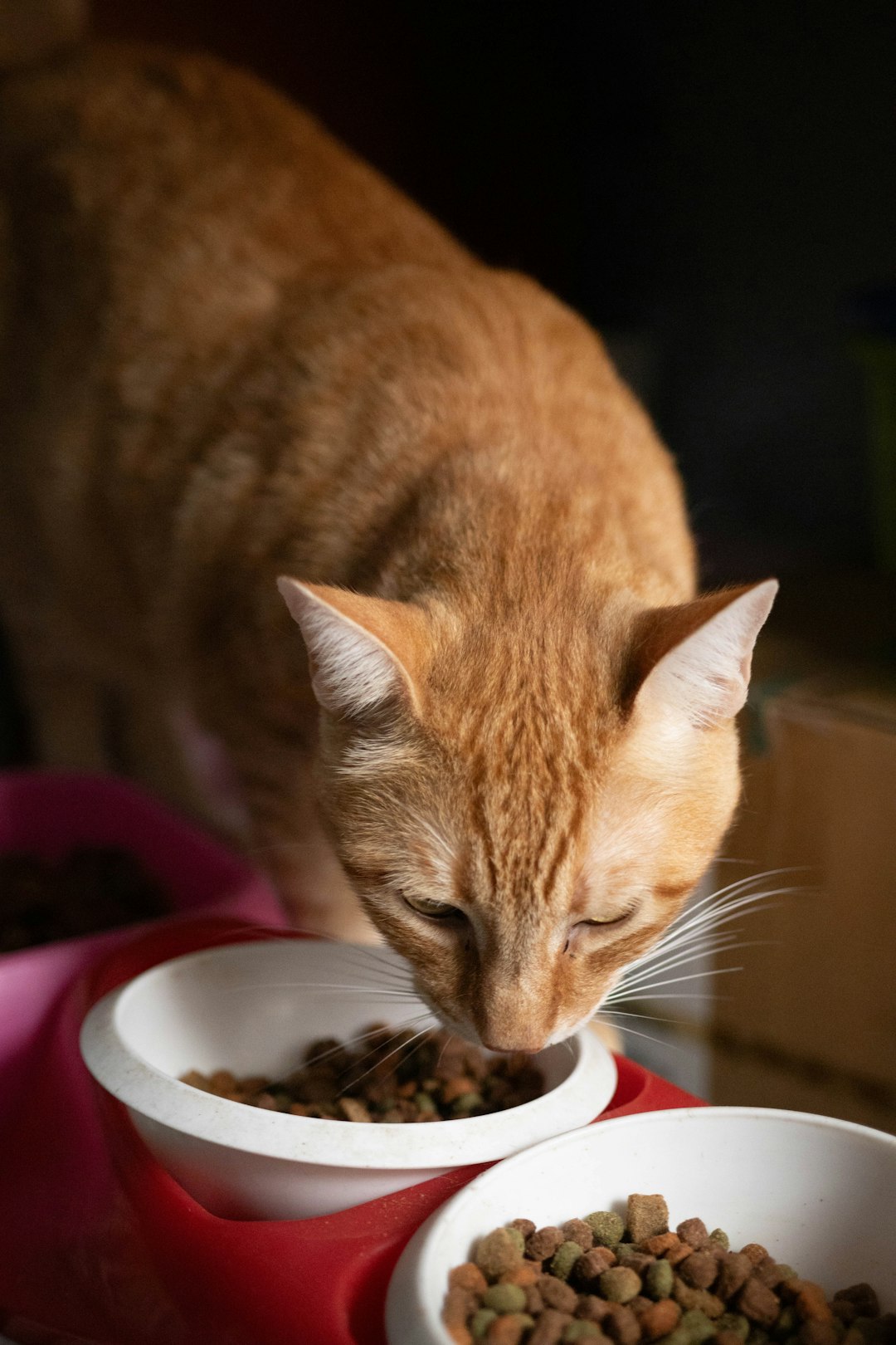 Bonnie Kitten Food Chicken