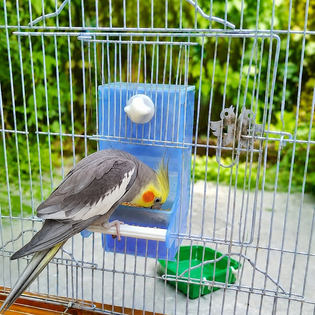 Bird Gravity feeder