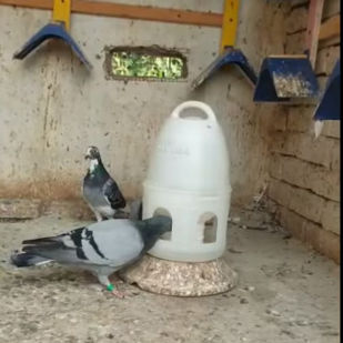Water Drinker 5L