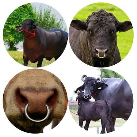 STEEL BULL NOSE RING