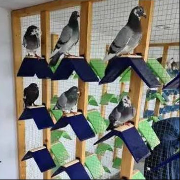 Pigeon Perch