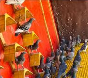 Pigeon Perch