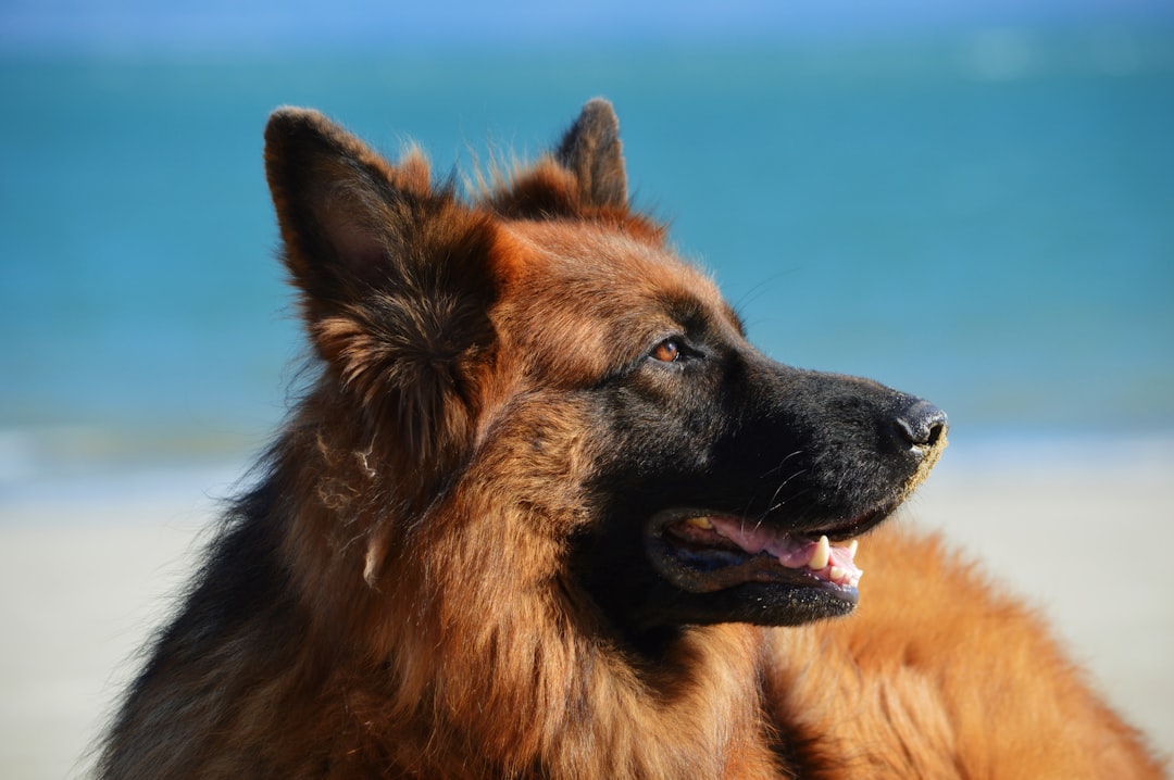 Royal Canin Maxi Puppy - Large Breed