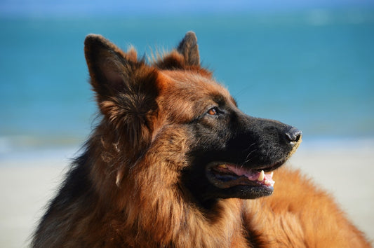 Royal Canin Maxi Puppy - Large Breed