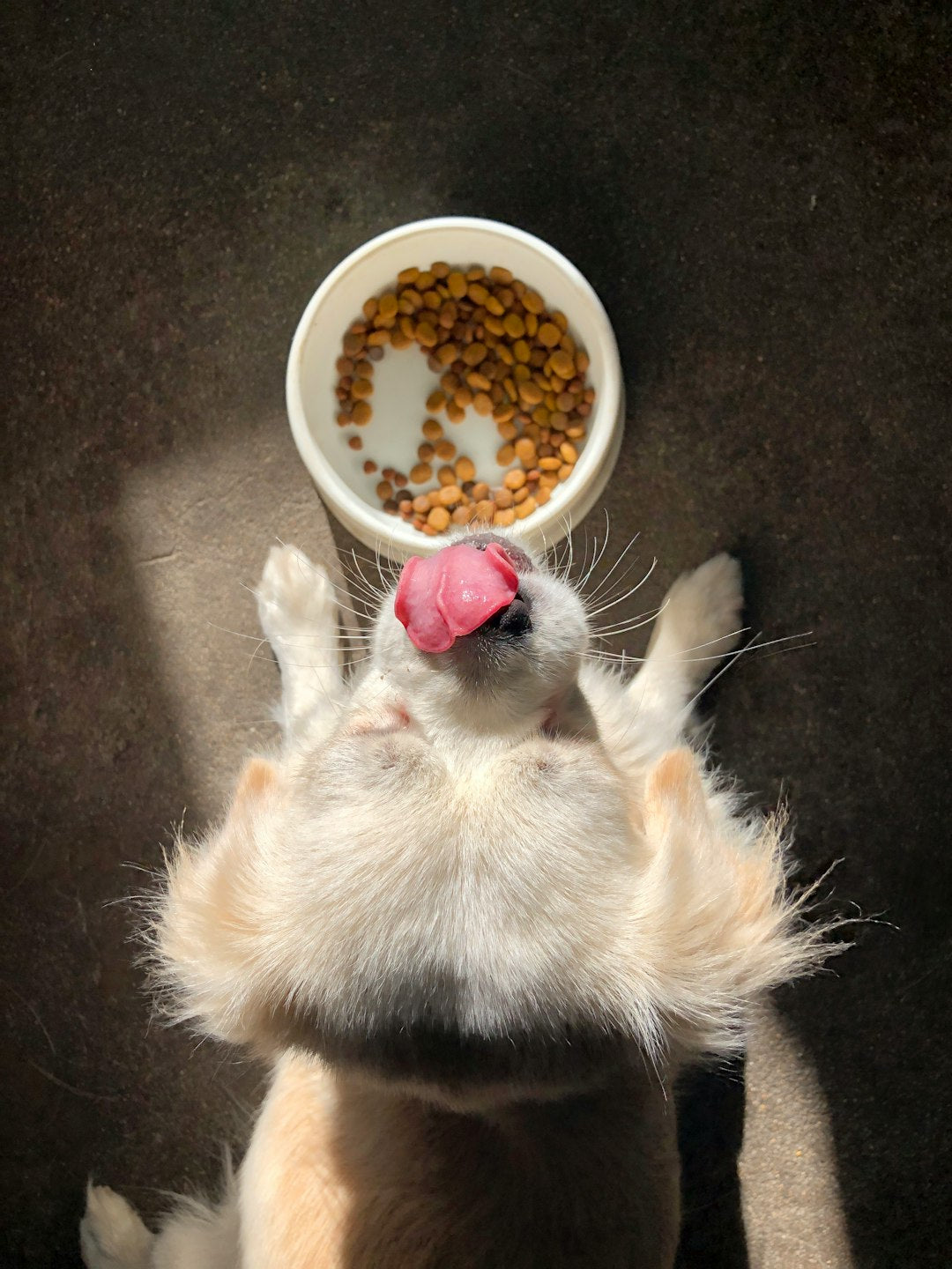 Reflex Adult Dog Food with Lamb & Rice