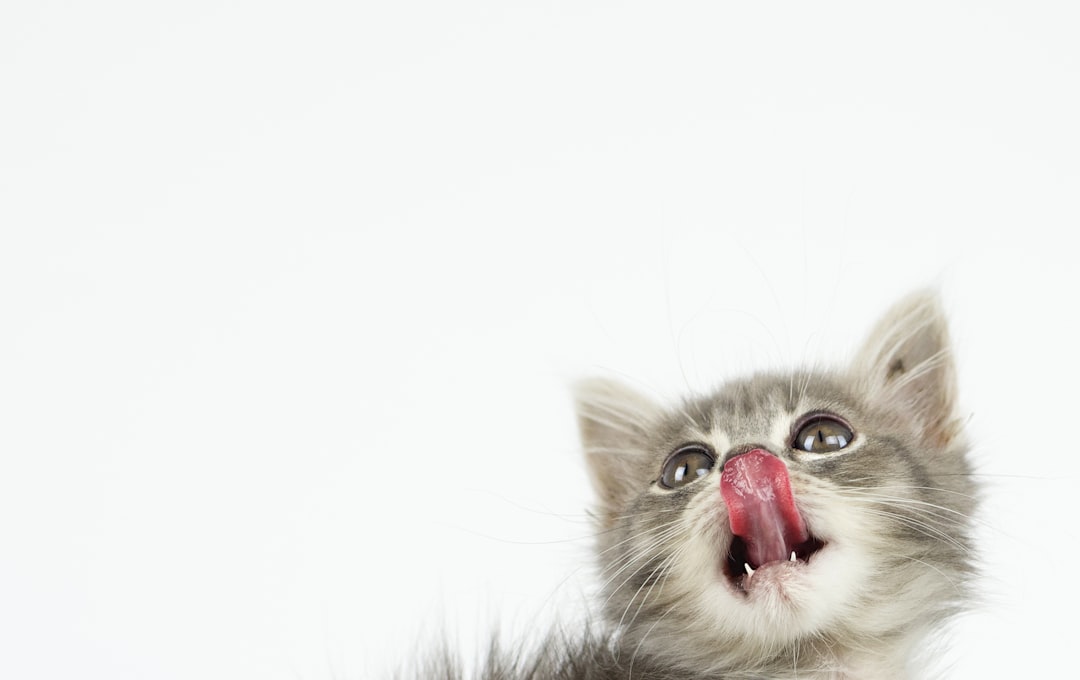 Josera Kitten Food