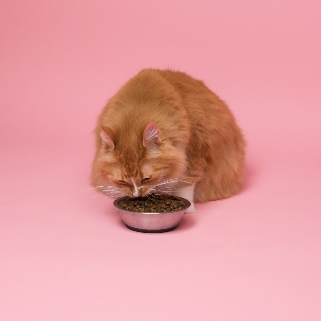 Reflex Kitten Food with Chicken