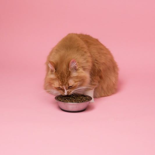 Reflex Kitten Food with Chicken
