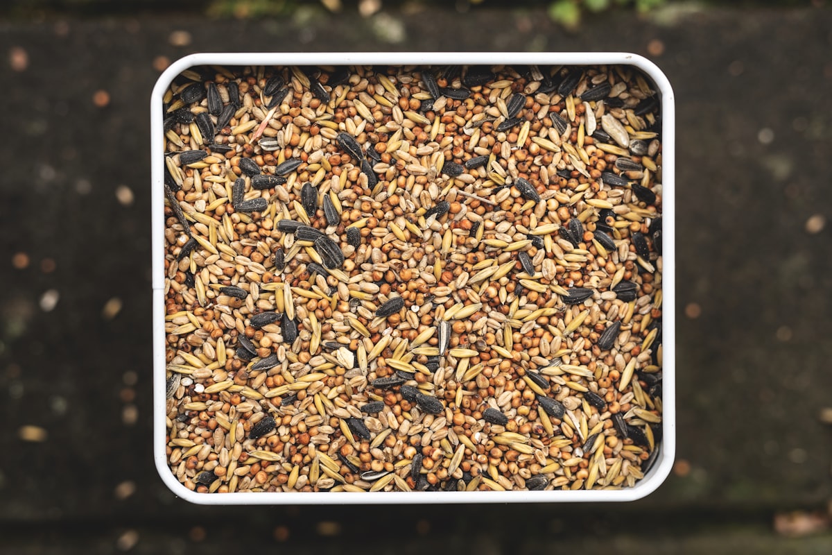 Fonio Paddy Seed - Natural Treatment for Coccidiosis