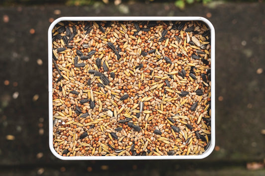 Fonio Paddy Seed - Natural Treatment for Coccidiosis