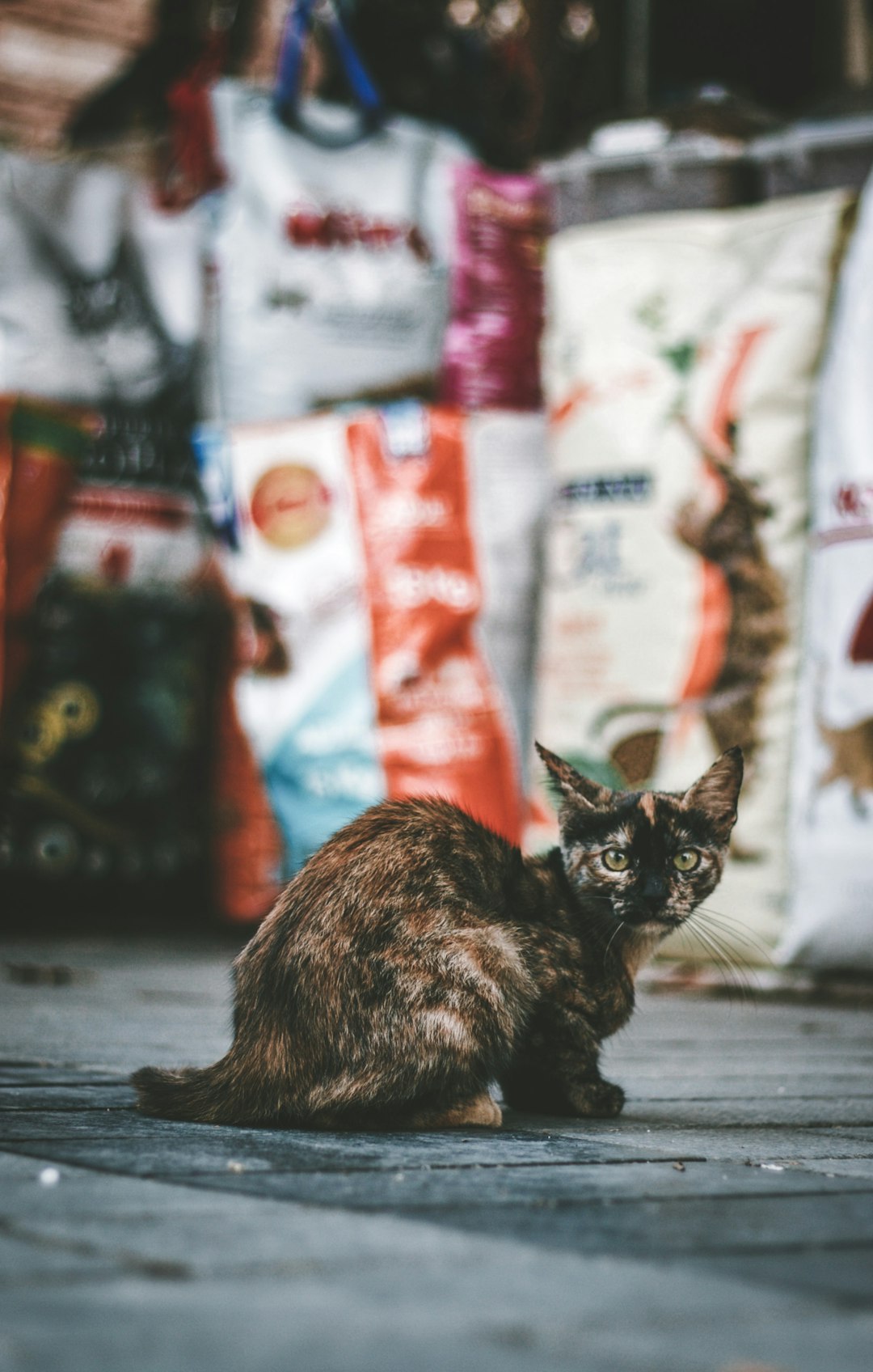 SIGMA Chunk Cat Food – Boss Series