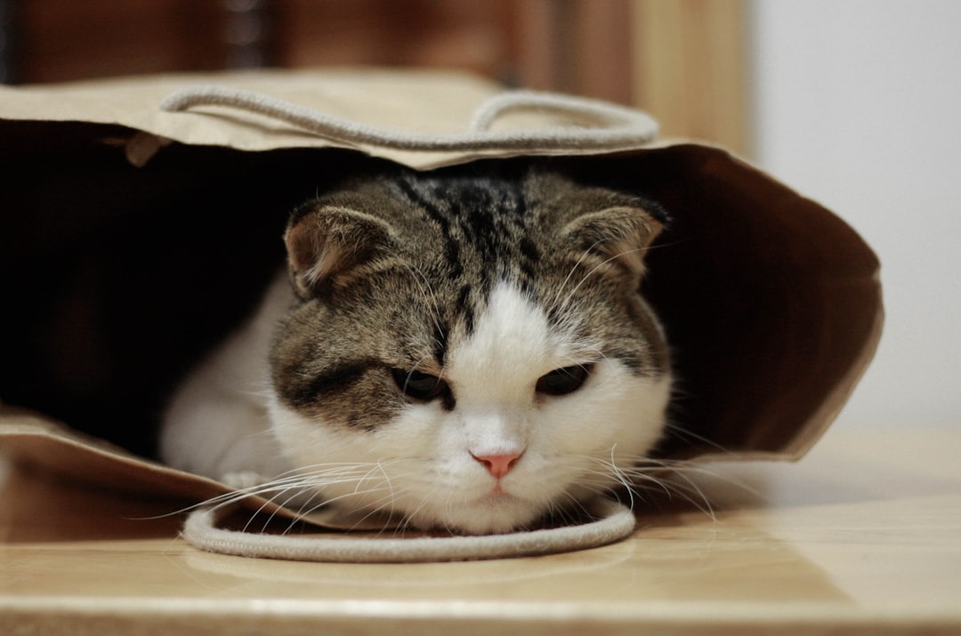 SIGMA Sterilised Adult Cat Food