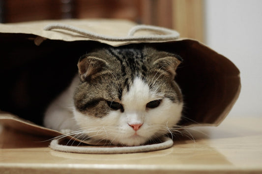 SIGMA Sterilised Adult Cat Food