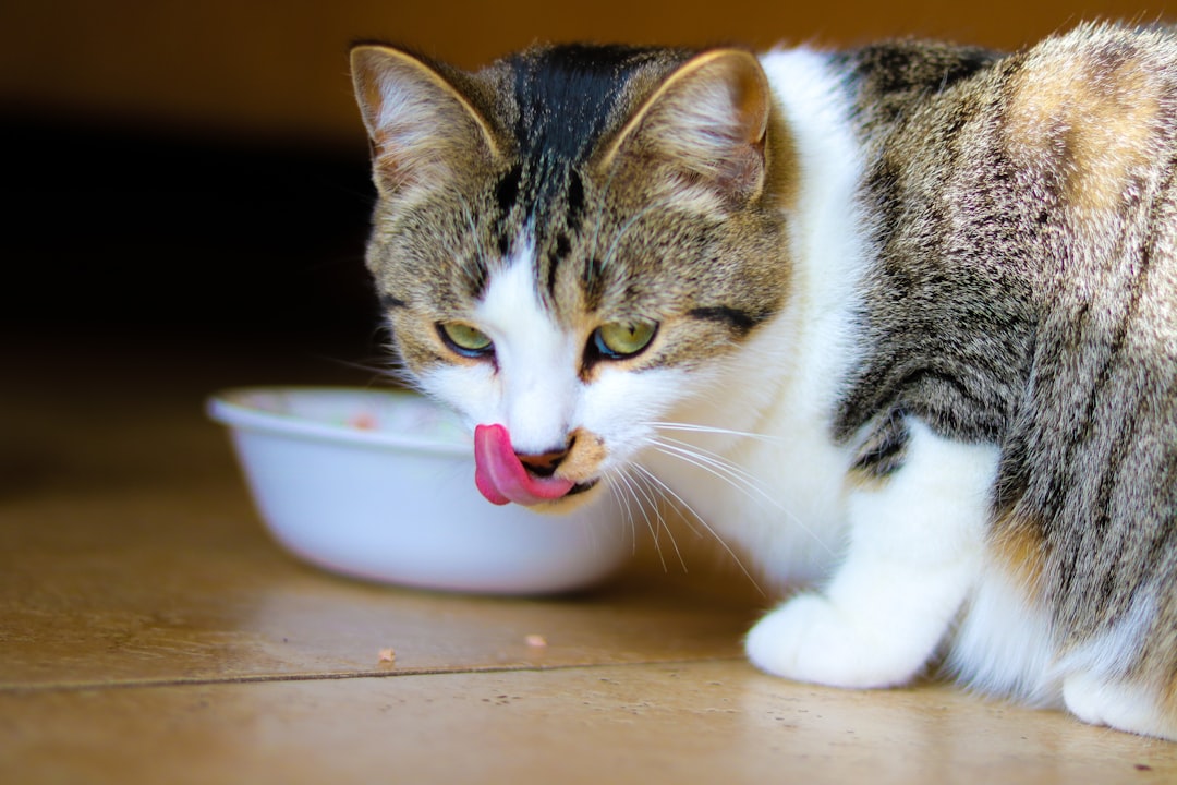 Josera Marinesse Adult Cat Food