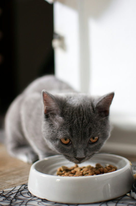 Reflex Plus Skin Care Adult Cat Food with Salmon