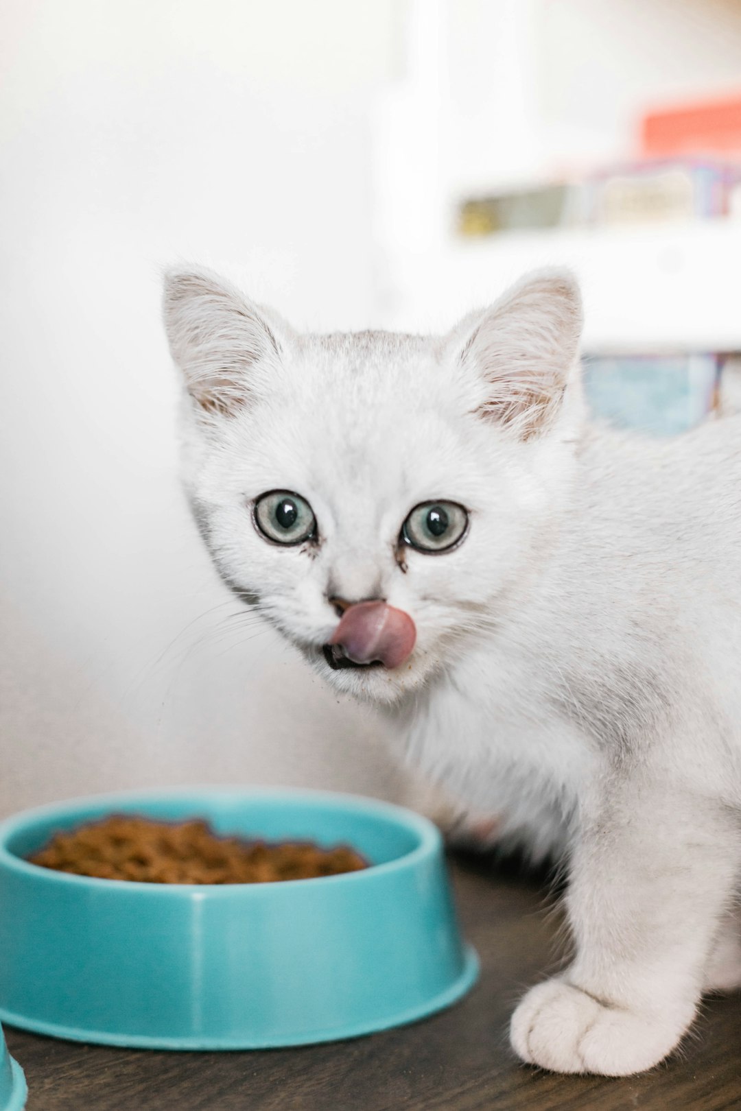 Vitolac Kitten Milk Replacer