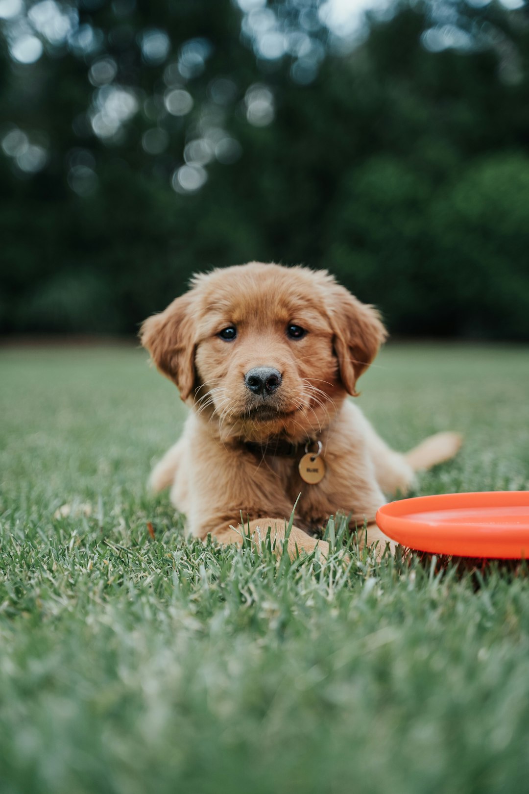 Taste of The Wild Grain Free Puppy - High Prairie