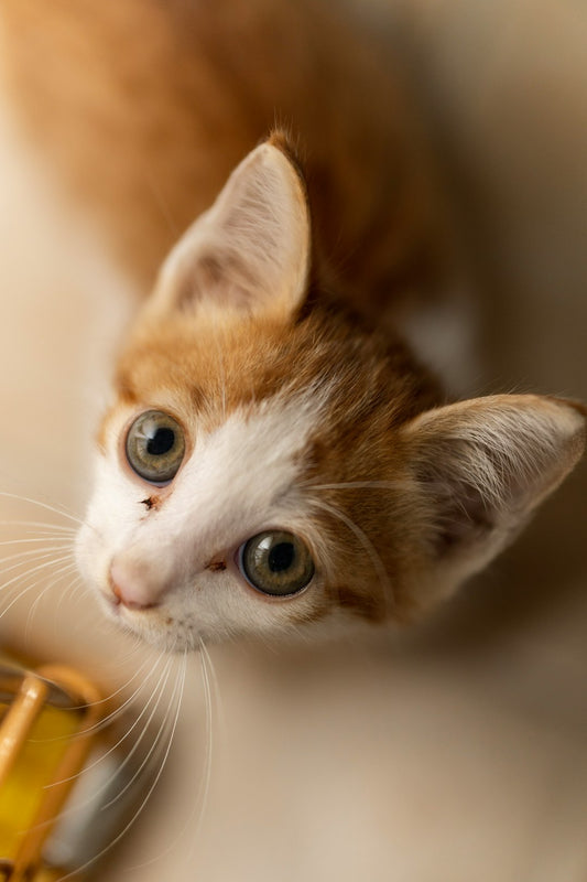 SIGMA Adult Cat Food with Chicken