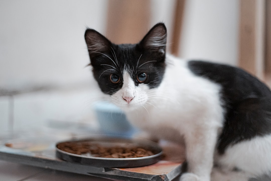 Fluffy Cat Food - Complete & Balanced Cat Food