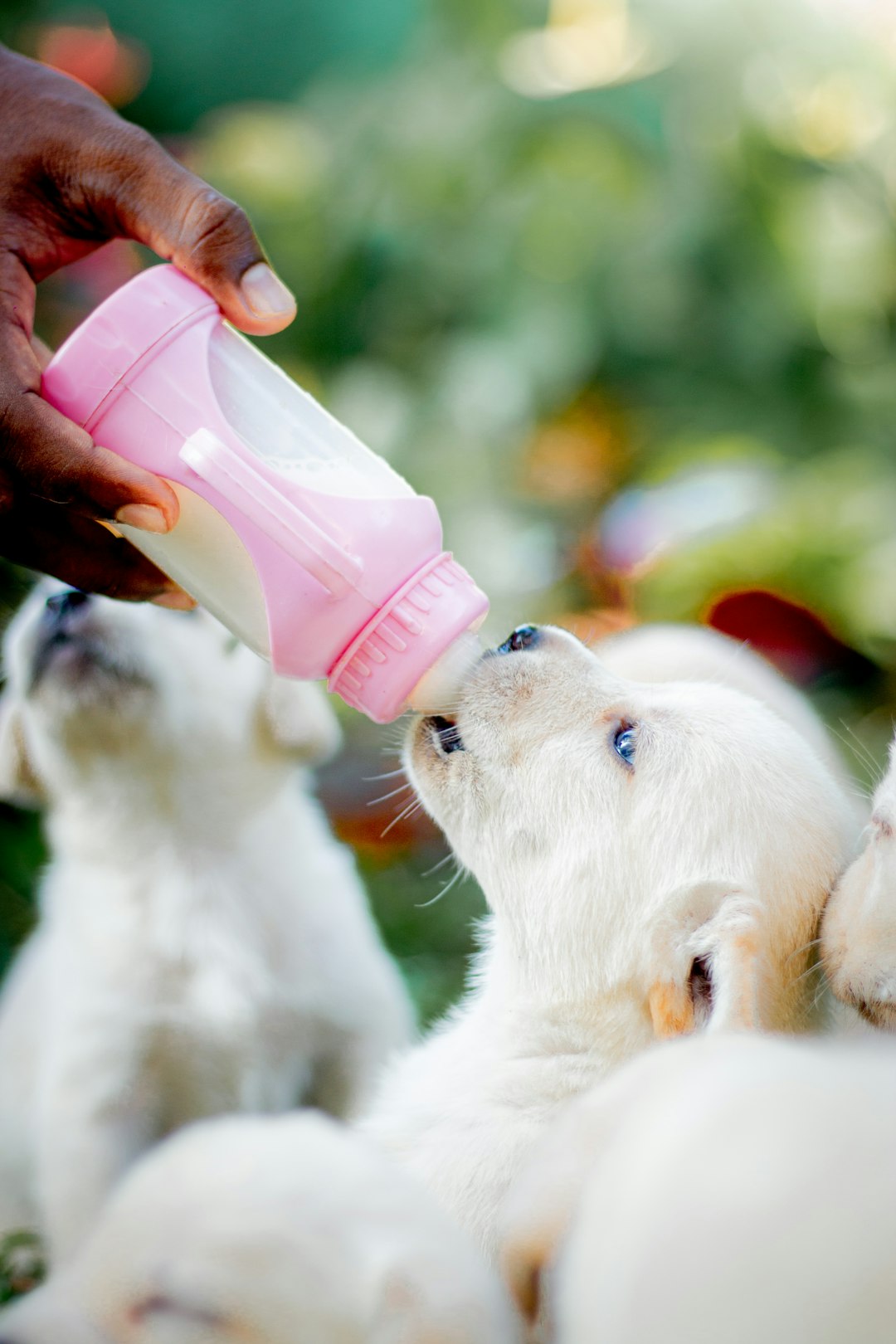 Vitolac Puppies Milk Replacer