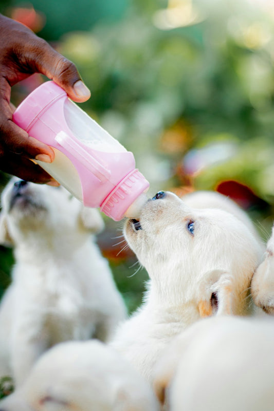 Vitolac Puppies Milk Replacer