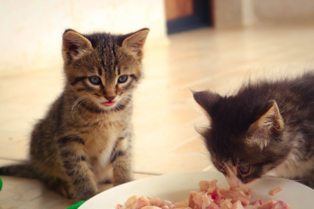Pawfect Kitten Food