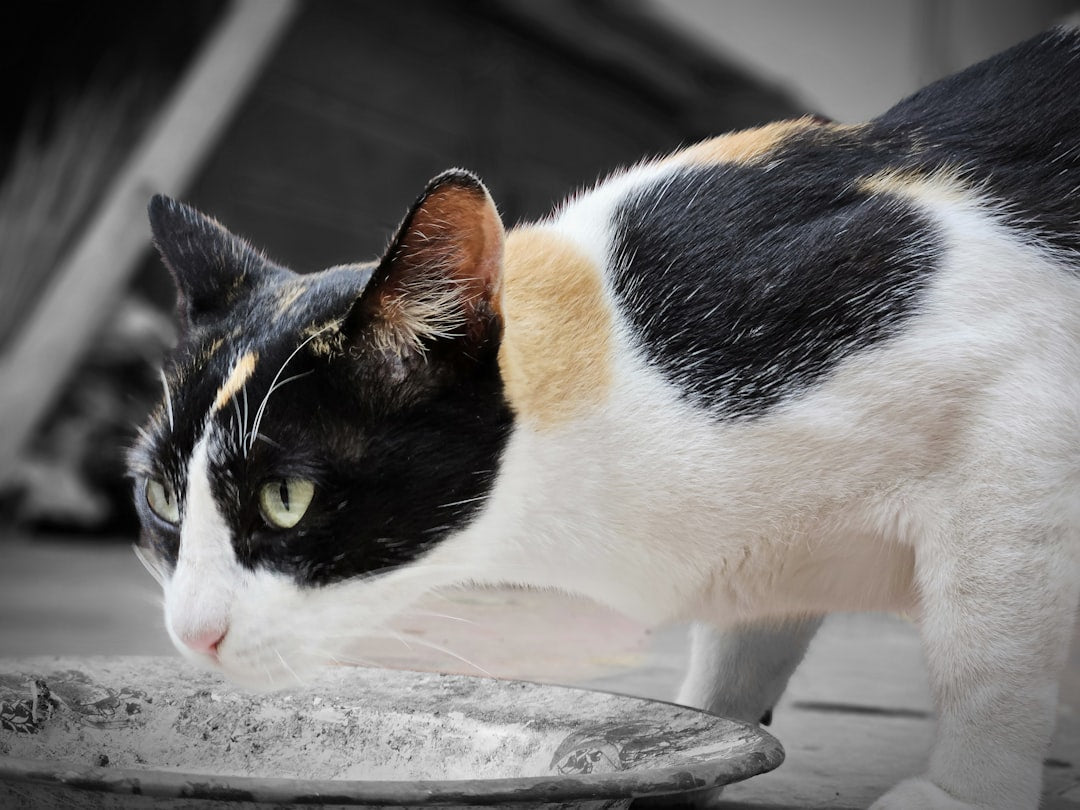 MERA Exklusiv Classic Cat Food