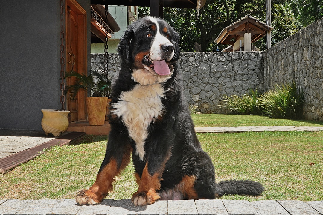 SIGMA Chunk Dog Food - Boss Series