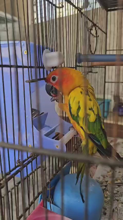 Bird Gravity feeder
